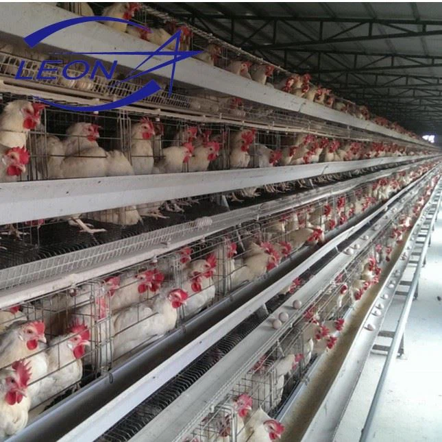 A Type Cages For Layer Chicken Farm
