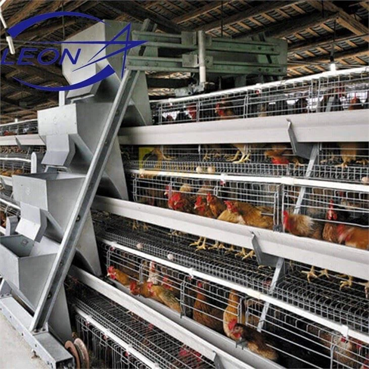 Broiler Cage Chicken
