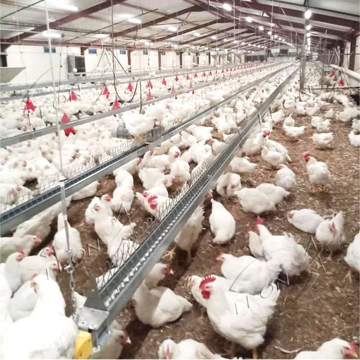 Automatic Breeder Chain and Pan Feeding System