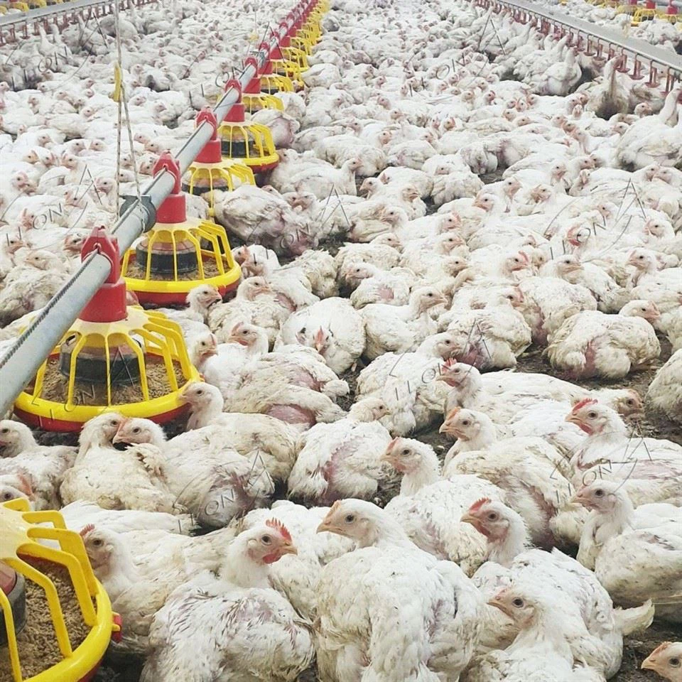Broiler Chicken Floor Raising System