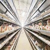 قفص دجاج من نوع H من النوع H عالي الجودة